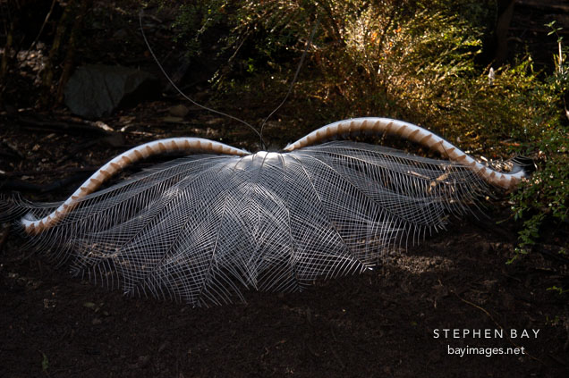 Lyrebird. Australia.