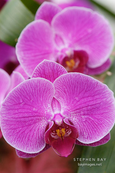 Phalaenopsis. Orchid. Orchidaceae.