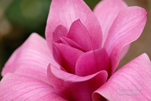 Magnolia x 'Vulcan'.