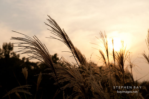 The sun sets over a field of wild grasses in Seoul's Olympic Park.