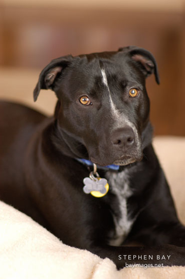 Chiqui, a mixed dog with Labrador retriever and American Pit Bull Terrier ancestry.
