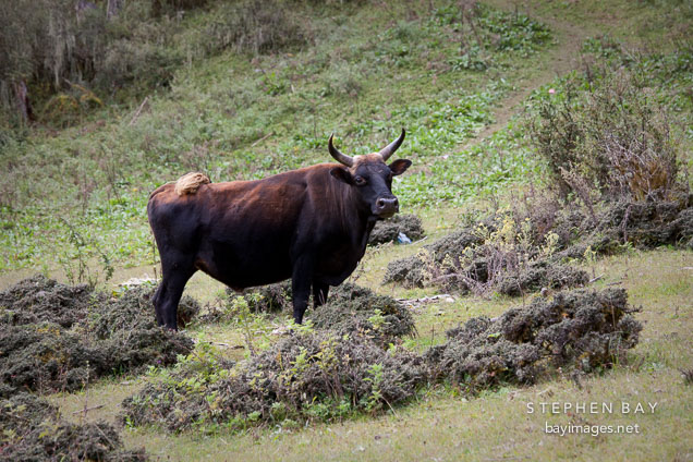 Cow and dwarf bamboo. Phobjikha Valley, Bhutan.