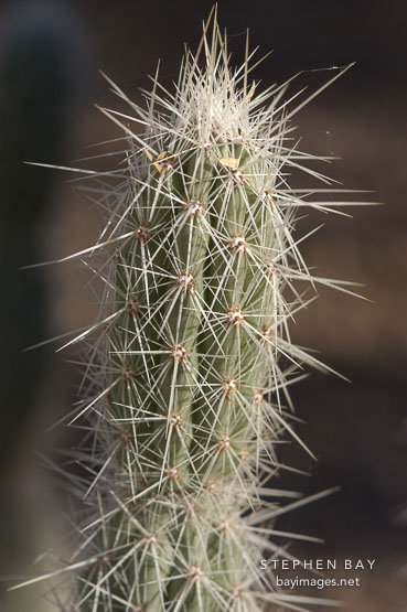 Opuntia bradtiana.