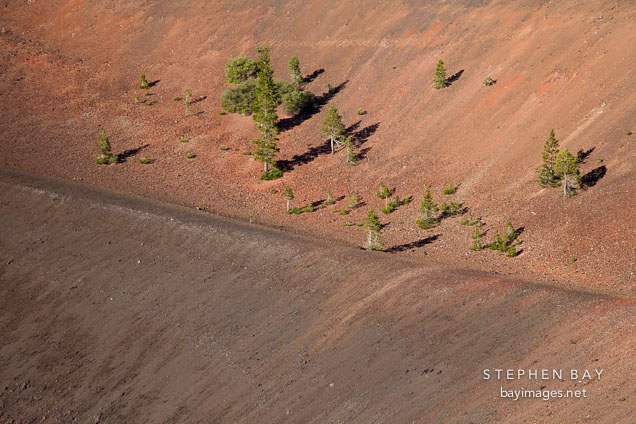 Pine trees on the inner rim of the Cinder Cone crater. Lassen NP, California.