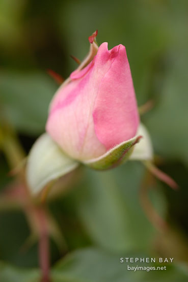 Rose, First Kiss.
