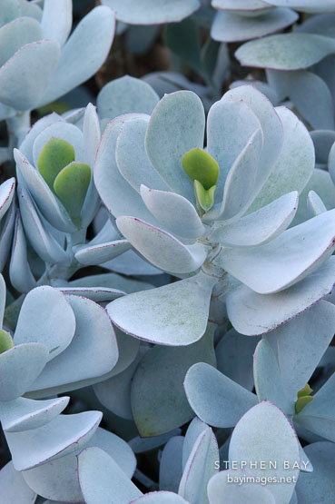 Succulent at Stanford Cactus Garden.