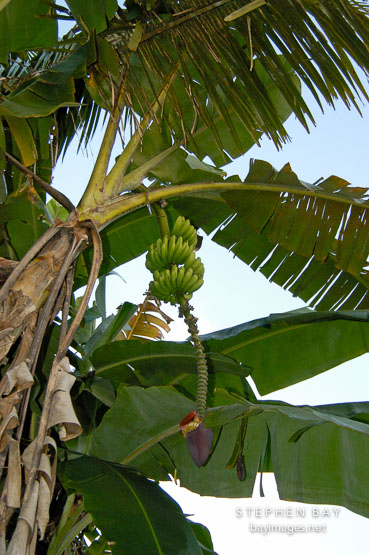 Banana tree on a farm in the Amazon. Peru.