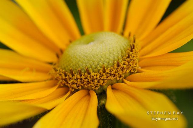 Close-up of Rudbeckia hirta. Gloriosa Daisy, 'Prarie Sun'.