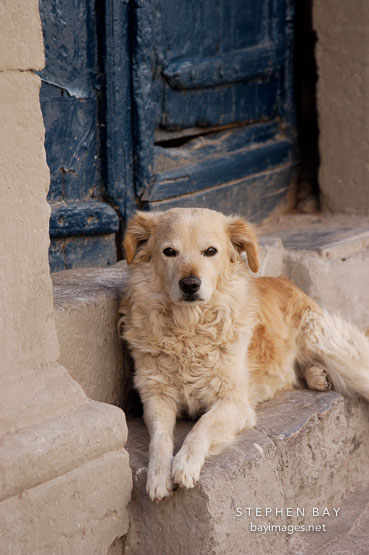 Dog resting in doorway. Cusco, Peru.