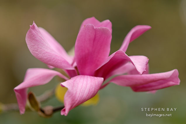 Magnolia x 'Vulcan'.
