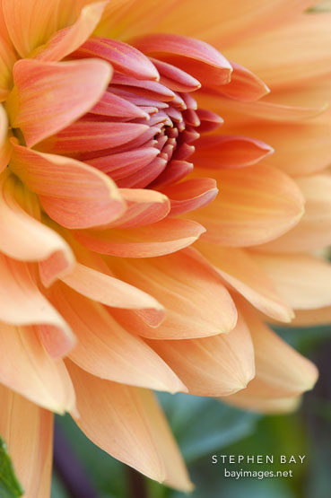 Dahlia