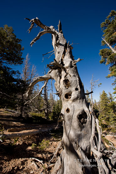 Twisted tree trunk. Bristlecone Loop Trail, Bryce Canyon NP, Utah.