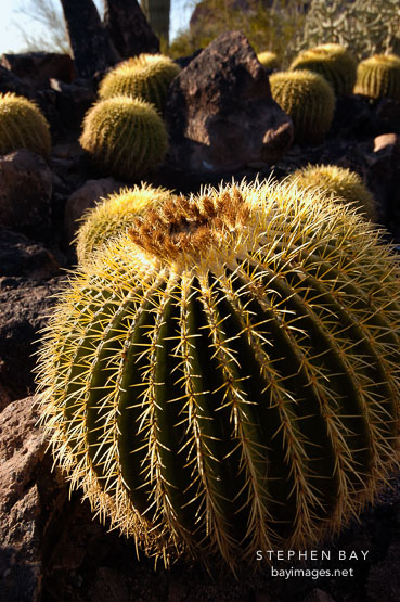 Golden Barrel Cactus. Echinocactus grusonii.