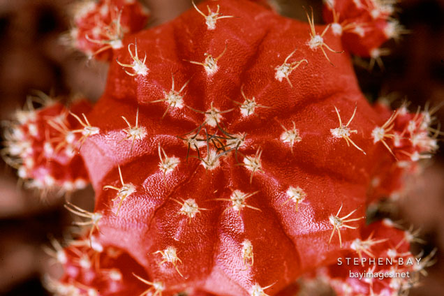 Moon cactus. Gymnocalycium mihanovichii grafted onto Hylocereus