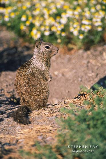 Squirrel. Palo Alto Baylands Nature Preserve, California