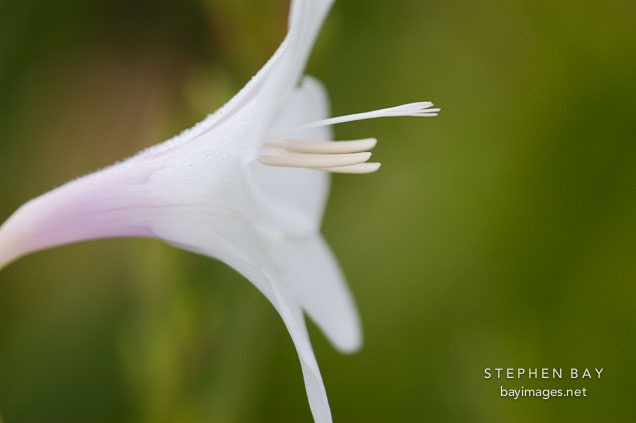 Watsonia pyramidata.