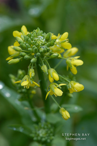 Broccoli raab, Brassica rapa.