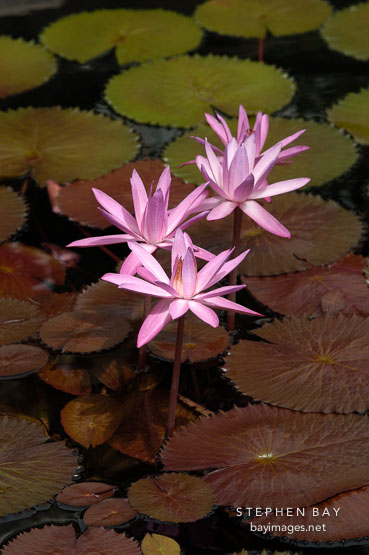 Victoria amazonica. Amazon water lily.