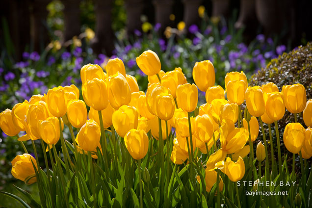 Yellow tulips at Filoli Gardens.