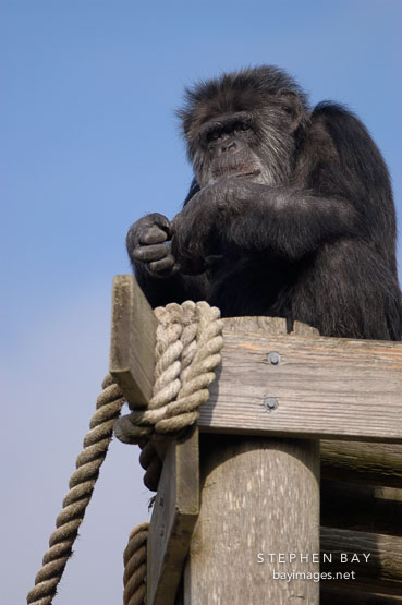Chimpanzee, Pan troglodytes.