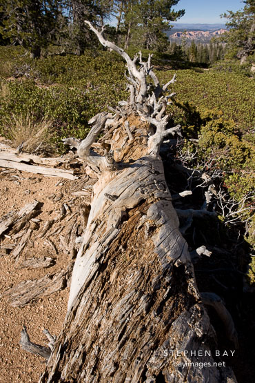 Fallen tree on the Bristlecone Loop Trail, Bryce Canyon NP, Utah.