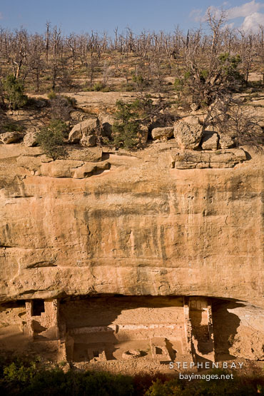 Fire Temple with barren trees from a forest fire. Mesa Verde NP, Colorado.