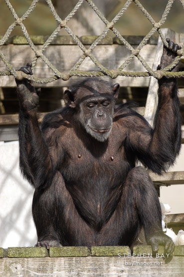 Chimpanzee, Pan troglodytes.