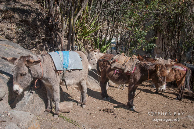 Mules used by locals on the Inca trail. Peru.
