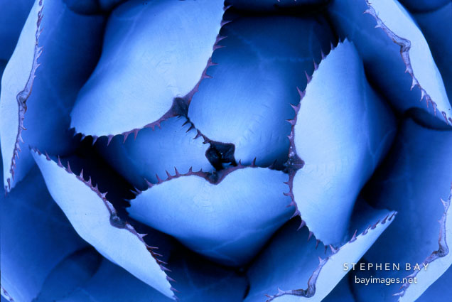 Mescal agave, Agave parryi.