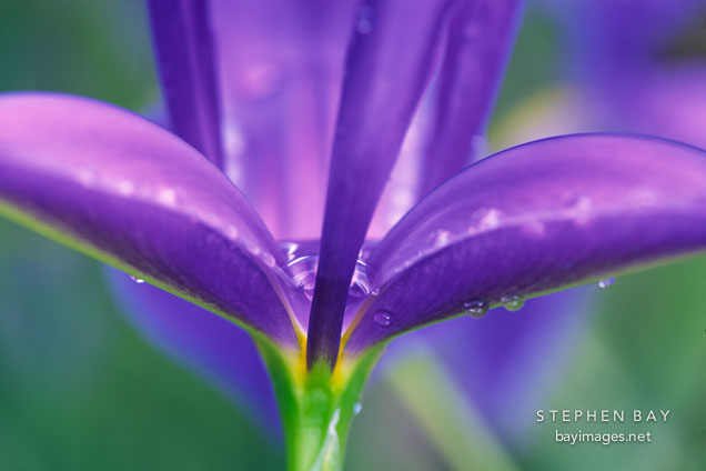 Close-up of Dutch iris. Blue Magic. Iris xiphium X Iris tingitana.
