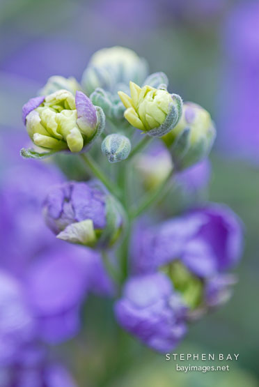 Larkspur.