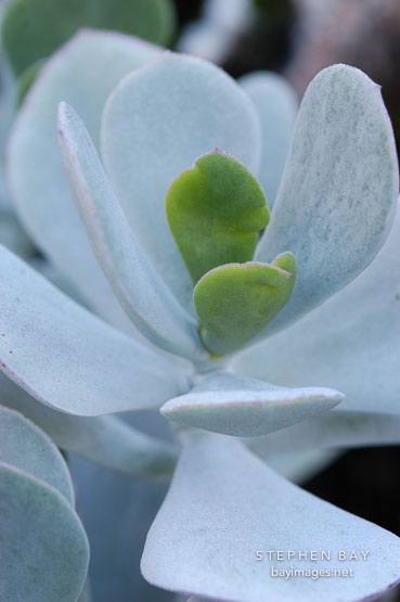 Succulent at Stanford Cactus Garden.