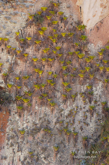 Bromeliads hanging on cliff wall above the Urubamba river. Peru.