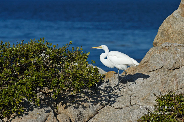 Great egret, Casmerodius albus. Monterey, California, USA.