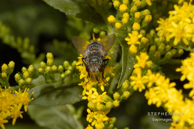 House fly. Musca domestica.