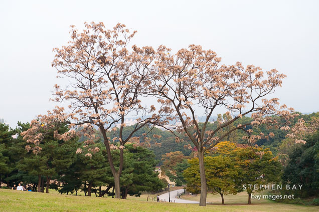 Seoul's Olympic Park is lush with trees and greenery, attracting many visitors throughout the year.
