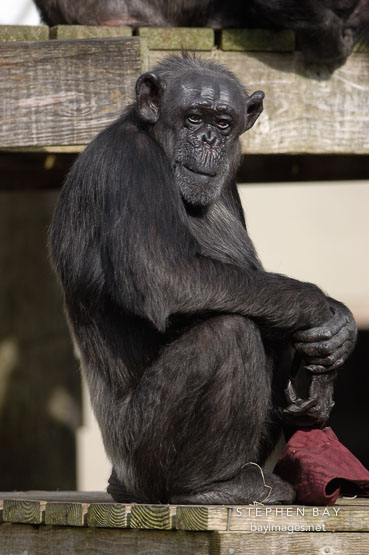 Chimpanzee, Pan troglodytes.