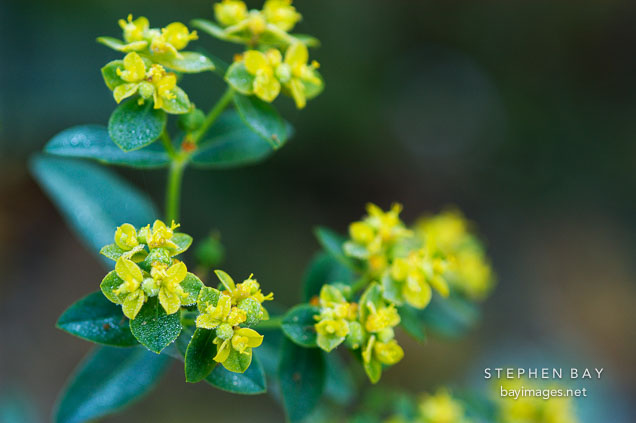 Euphorbia corallioides.