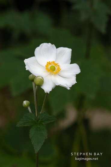 Japanese windflower. Anemone X Hybrida, syn. A. hupehensis var. japonica.