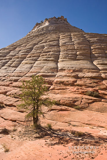 Lone pine and Checkerboard Mesa. Zion NP, Utah.