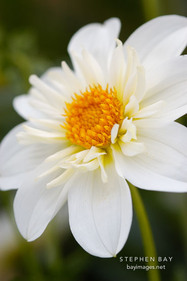Dahlia 'Alpen cherub'. Collarette Dahlia.