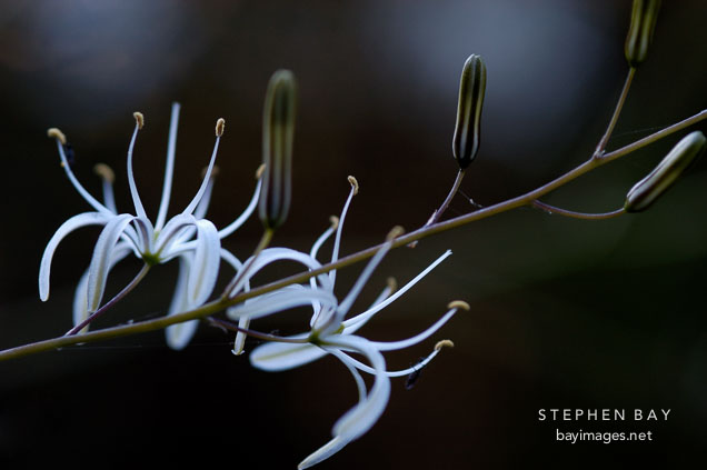Wavy leaved soap plant, Chlorogalum pomeridianum. Foothills park, Palo Alto, California