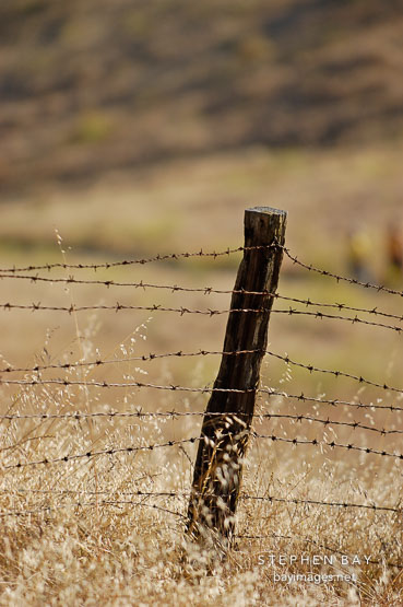 Fence post and barbed wire. Mission Peak, Fremont, California, USA.