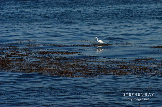 Great egret, Casmerodius albus. Monterey, California, USA.