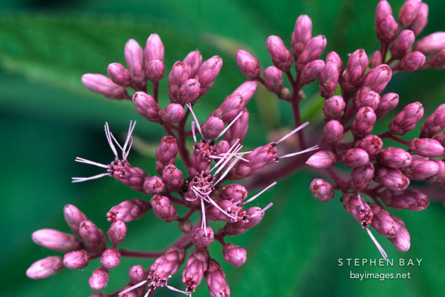 Joe Pye Weed. Eupatorium fistulosum.