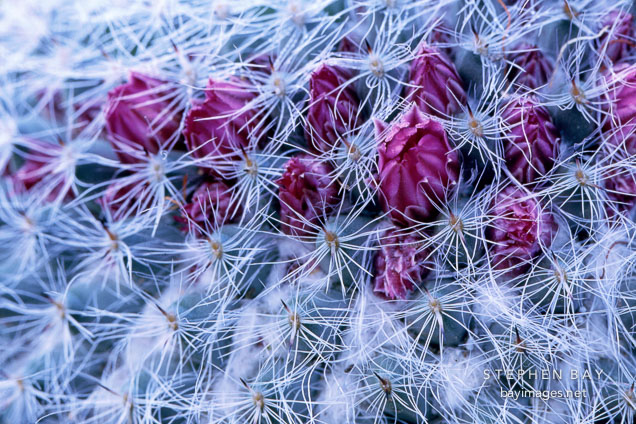 Mammillaria.