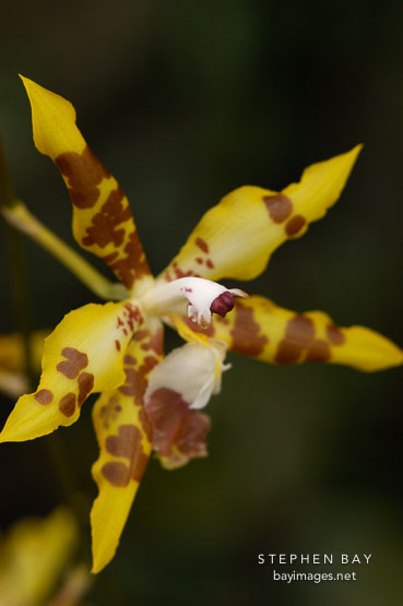Orchid. Orchidaceae.