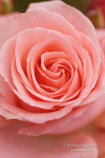 Rose, Bill Warriner.