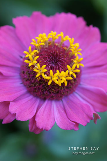 Zinnia elegans.