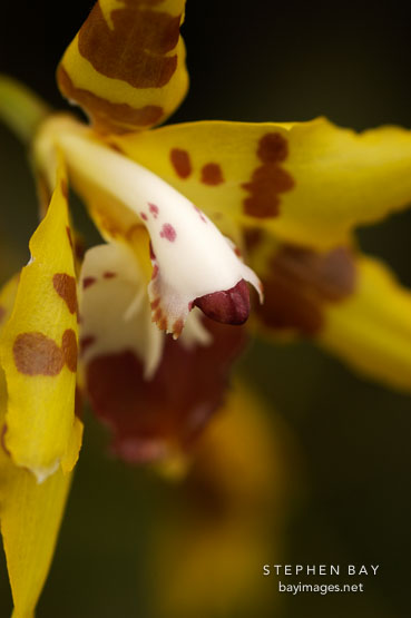 Orchid. Orchidaceae.
